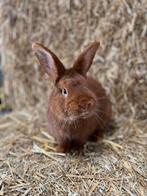 ter dekking aangeboden: Rode nieuwzeelander, Dieren en Toebehoren, Konijnen, Mannelijk, Dwerg