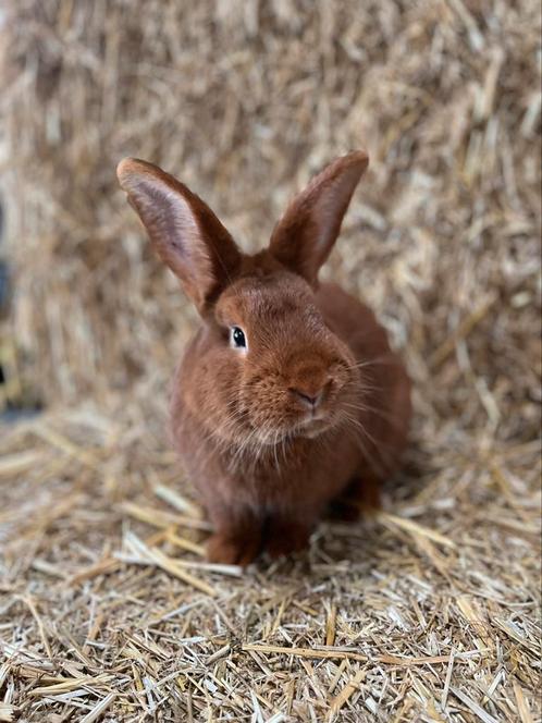 ter dekking aangeboden: Rode nieuwzeelander, Dieren en Toebehoren, Konijnen, Dwerg, Mannelijk