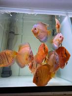 Discus vissen, Dieren en Toebehoren, Vis