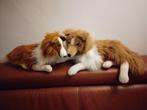 2 Pluche  collie hondjes, Ophalen of Verzenden, Overige typen