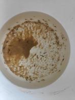 Wildkleur garnalen +- 100 stuks, Dieren en Toebehoren, Kreeft, Krab of Garnaal, Zoetwatervis