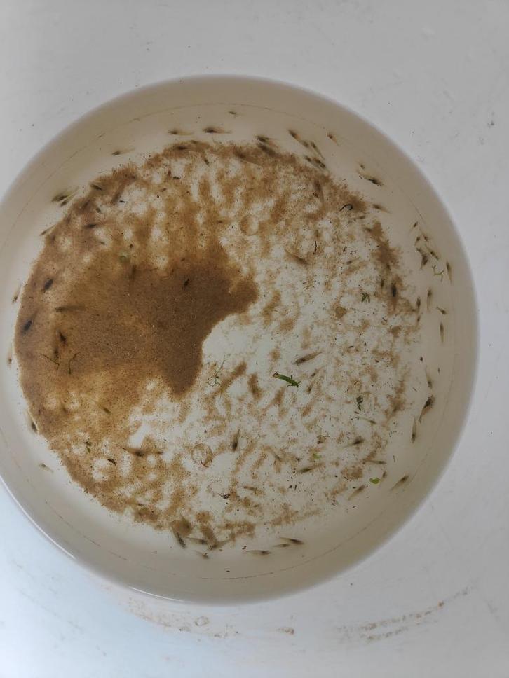 Wildkleur garnalen +- 100 stuks, Dieren en Toebehoren, Vissen | Aquariumvissen, Zoetwatervis, Kreeft, Krab of Garnaal