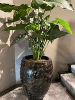 Mooie kunst plant + pot (Woonwinkel Schijndel) Philodendron, Binnen, Ophalen of Verzenden, Zo goed als nieuw