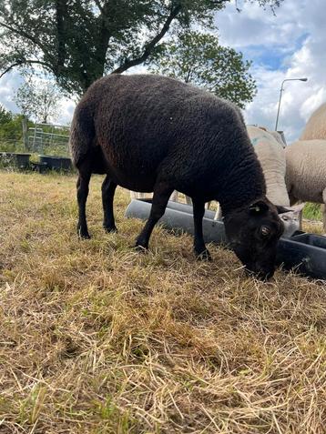 Twee blauwe texelaar ooien beschikbaar voor biedingen