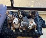 American Bully Pocket, Dieren en Toebehoren, België, Particulier, Overige rassen, 8 tot 15 weken