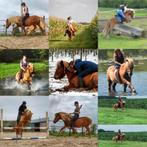 Paard/pony gezocht, forever home op paddock paradise geboden, Dieren en Toebehoren