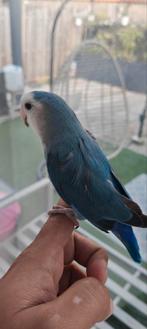 Tamme Agapornis (Dwergpapegaai), Dieren en Toebehoren, Vogels | Parkieten en Papegaaien, Mannelijk, Dwergpapegaai of Agapornis