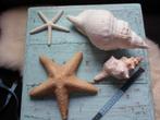 SHELPEN EN ZEE STERREN GROTE MAATERG DECORATIEF., Ophalen of Verzenden