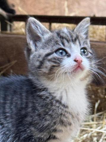 Lieve boerderij kittens te koop! beschikbaar voor biedingen