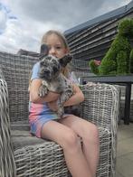 Franse bulldog pups particulier geboren, Dieren en Toebehoren, Honden | Bulldogs, Pinschers en Molossers, België, Rabiës (hondsdolheid)