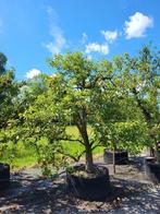 Oude fruitbomen, Tuin en Terras, Planten | Fruitbomen, Ophalen of Verzenden, Lente