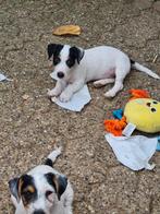 Jack Russell Terriër pups,  driekleur., Dieren en Toebehoren, Honden | Jack Russells en Terriërs, Rabiës (hondsdolheid), Jack Russell Terriër