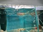Zwarte Arowana, Osteoglossum Ferreirai, Vis, Zoetwatervis