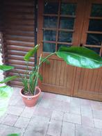 Strelizia Nicolai., Huis en Inrichting, Kamerplanten, Ophalen, 100 tot 150 cm, Overige soorten, Halfschaduw