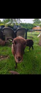 Lief ouessant ooitje, Dieren en Toebehoren, Schapen, Geiten en Varkens, Vrouwelijk, Geit