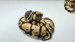 1.0 pastel harlequin 100% het desert ghost ball python, Dieren en Toebehoren, Reptielen en Amfibieën, Slang, 0 tot 2 jaar