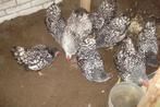 Broedeieren Wyandotte KRIEL, Barnevelder KRIEL, Dieren en Toebehoren, Pluimvee, Geslacht onbekend, Kip