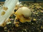 Appelslakken, Dieren en Toebehoren, Vissen | Aquariumvissen, Slak of Weekdier, Zoetwatervis