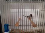 Spitsstaart amadine, Dieren en Toebehoren, Vogels | Overige Vogels, Meerdere dieren, Geringd