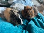 Twee cavia beertjes zoeken nieuw huis, Dieren en Toebehoren, Knaagdieren, Cavia, Mannelijk, Juli, Tam
