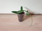 Populaire kamerplant, hoya wayetii, baby plantje, Huis en Inrichting, Kamerplanten, Verzenden, Overige soorten, In pot, Minder dan 100 cm