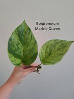 Epipremnum Marble Queen stekken, Ophalen of Verzenden, Overige soorten, Minder dan 100 cm