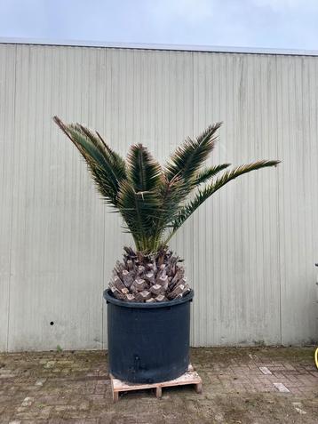 Palmboom beschikbaar voor biedingen