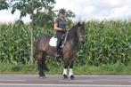 5 jarige D pony merrie, Dieren en Toebehoren, Pony's, Merrie, B, 3 tot 6 jaar, Gechipt