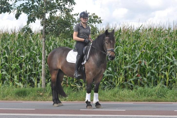 5 jarige D pony merrie, Dieren en Toebehoren, Pony's, Merrie, B, D pony (1.37m tot 1.48m), Recreatiepony, 3 tot 6 jaar, Gechipt