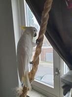 Geelkuif kaketoe pop vrouwtje     16 jaar   tam, Dieren en Toebehoren, Vogels | Parkieten en Papegaaien, Vrouwelijk, Papegaai