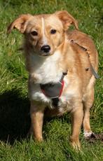 LUCY & PATRICK 2 lieve kleine hondjes, teefje & reutje, Dieren en Toebehoren, Honden | Niet-rashonden, Rabiës (hondsdolheid), 1 tot 2 jaar