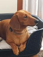 Vooraankondiging nestje kortharige dwerg teckelpups, Dieren en Toebehoren, Honden | Teckels en Dashonden, CDV (hondenziekte), 8 tot 15 weken