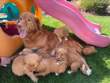 Nova scotia duck tolling retriever beschikbaar voor biedingen