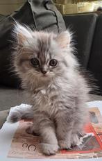 Britse langhaar kitten katertje. Gechipt en geënt., Kater, Ontwormd, 0 tot 2 jaar