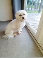 Super lieve maltezer dekreu, Rabiës (hondsdolheid), Reu, Eén hond, 3 tot 5 jaar