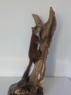 Opgezette eekhoorn op boomstam, Verzamelen, Ophalen, Zo goed als nieuw, Wild dier, Opgezet dier