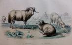 Franse staalgravure van ca. 1850 Ram met schapen, Antiek en Kunst, Kunst | Etsen en Gravures, Ophalen of Verzenden