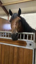 Lieve en knappe 5 jarige kinderpony d-pony te koop, Dieren en Toebehoren, Merrie, B, Gechipt, 3 tot 6 jaar
