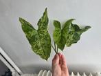 Syngonium Mojito Mottled stekjes ongeworteld 1,- p.s., Huis en Inrichting, Kamerplanten, Groene kamerplant, Ophalen, Overige soorten