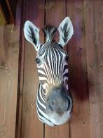 Opgezette Zebra Afrika taxidermie, Verzamelen, Dierenverzamelingen, Nieuw, Wild dier, Opgezet dier, Ophalen