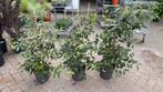 Viburnum plicatum Kilimanjaro, Ophalen, Zomer, Overige soorten, Halfschaduw