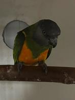 2-0 Bonte boeren, Dieren en Toebehoren, Vogels | Parkieten en Papegaaien, Vrouwelijk, Papegaai, Geringd