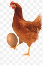 Biologische leghennen/kippen/knuffelkippen...., Dieren en Toebehoren, Pluimvee, Vrouwelijk, Kip