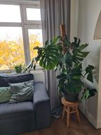 Prachtige Monstera Deliciosa met mosstok, Ophalen of Verzenden