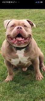 American Bully bewezen dekreu!, Dieren en Toebehoren, Honden | Dekreuen, Particulier, Rabiës (hondsdolheid), 3 tot 5 jaar, Reu