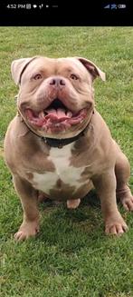 American Bully bewezen dekreu!, Rabiës (hondsdolheid), Reu, Eén hond, 3 tot 5 jaar