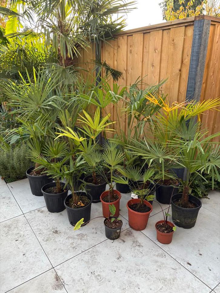 Trachycarpus Fortunei & Wagnerianus palmen, Tuin en Terras, Planten | Tuinplanten, Vaste plant, Overige soorten, Volle zon, Bloeit niet