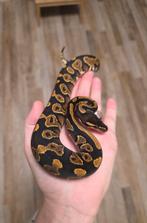 Blackhead Yellowbelly vrouwtje 2025 koningspython, Dieren en Toebehoren, Reptielen en Amfibieën, Slang, 0 tot 2 jaar