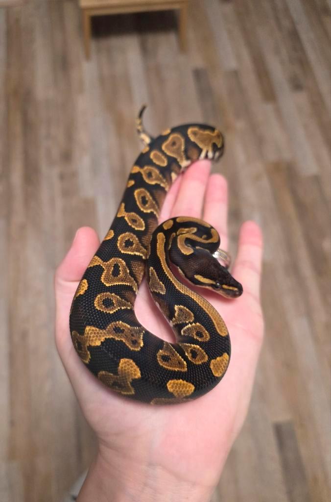 Blackhead Yellowbelly vrouwtje 2025 koningspython