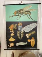 Mooie vintage (1972) schoolplaat van vlieg, Ophalen, Natuur en Biologie